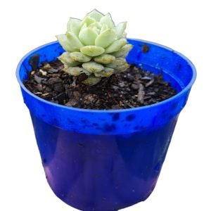 Suculenta Echeveria Derenbergii