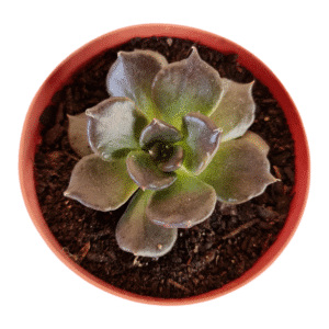 Suculenta Echeveria Super Bowl