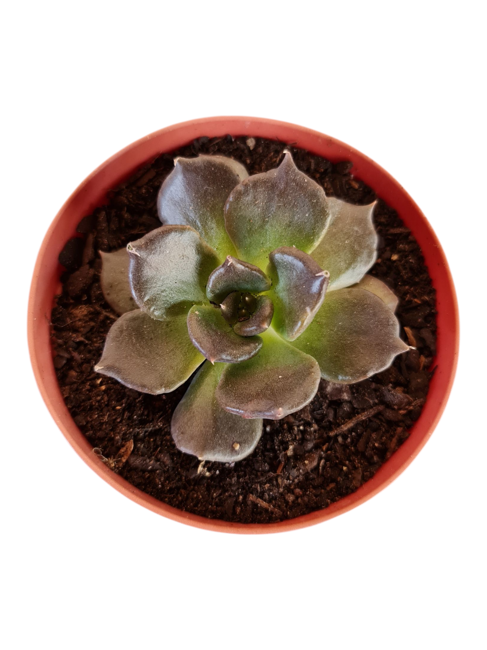 Suculenta Echeveria Super Bowl 3 Suculenta Echeveria Super Bowl