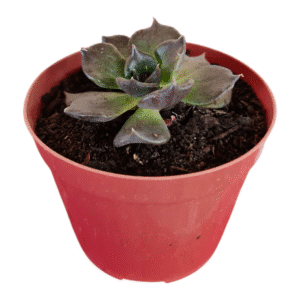 Suculenta Echeveria Super Bowl