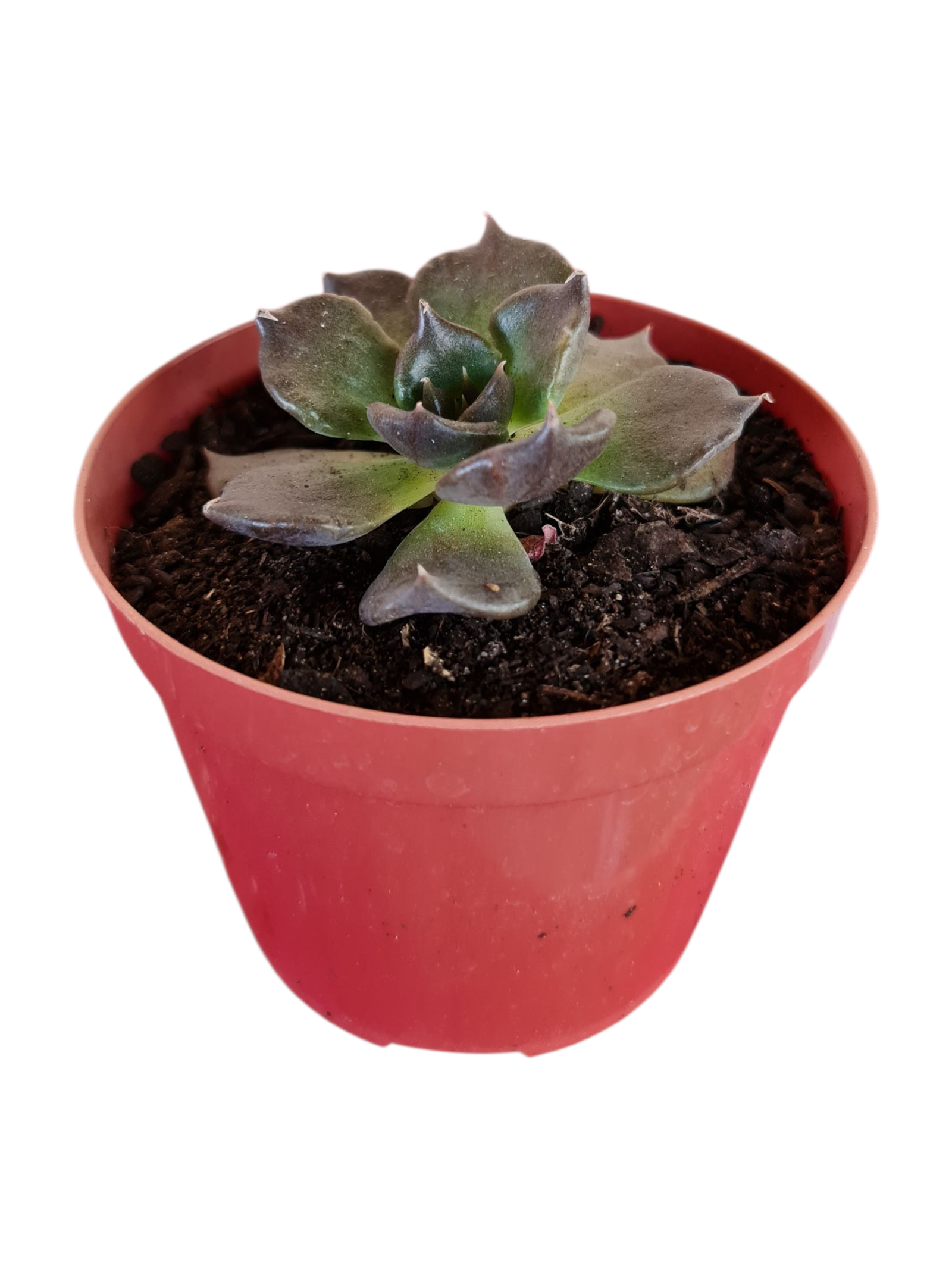 Suculenta Echeveria Super Bowl 4 Suculenta Echeveria Super Bowl - Imagem 2