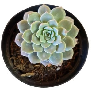 Suculenta Graptoveria Super Primavera