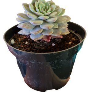 Suculenta Graptoveria Super Primavera