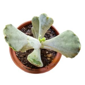 Suculenta Cotyledon Undulata