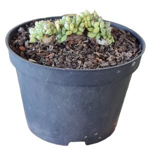 Suculenta Echeveria Mebina Cristata