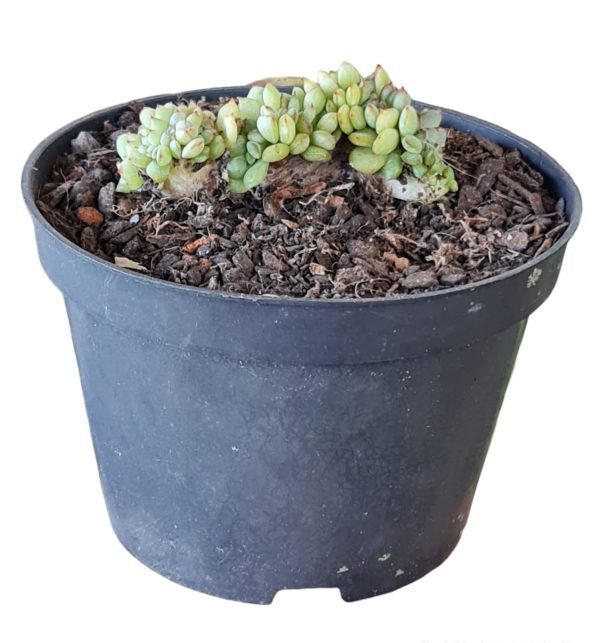 Suculenta Echeveria Mebina Cristata - Image 2