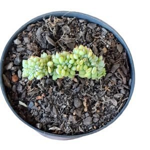 Suculenta Echeveria Mebina Cristata