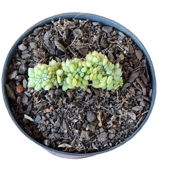 Suculenta Echeveria Mebina Cristata