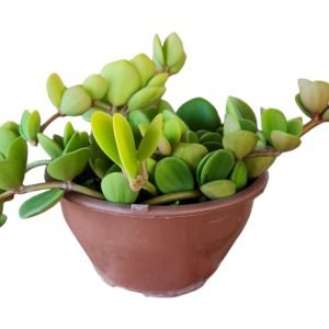 Suculenta Peperomia Hoppe – Cuia 13