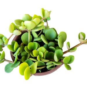 Suculenta Peperomia Hoppe – Cuia 13