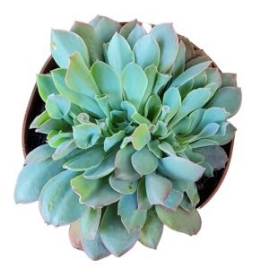 Suculenta Echeveria Pink Trumpet Cristata