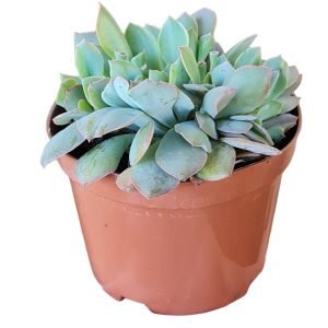 Suculenta Echeveria Pink Trumpet Cristata