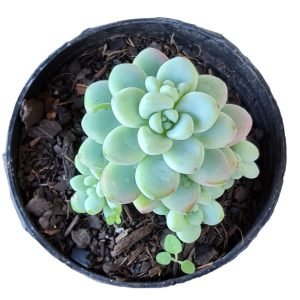 Suculenta Sedum Clavatum
