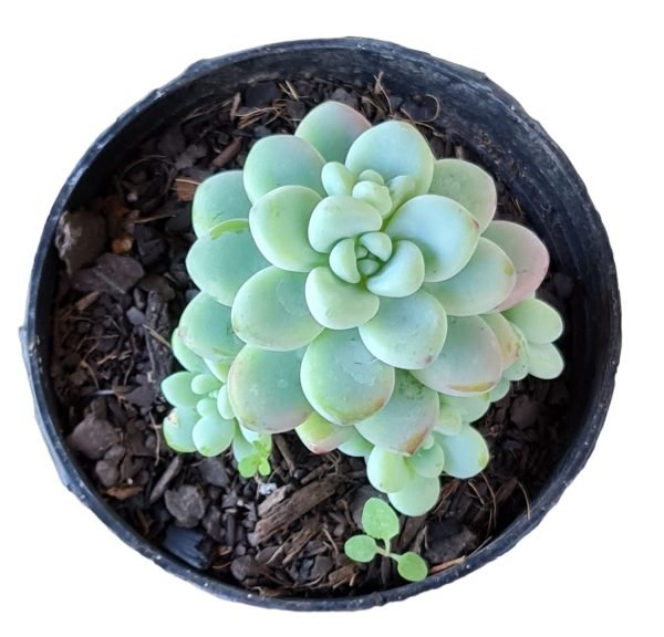 Suculenta Sedum Clavatum