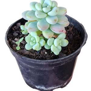 Suculenta Sedum Clavatum