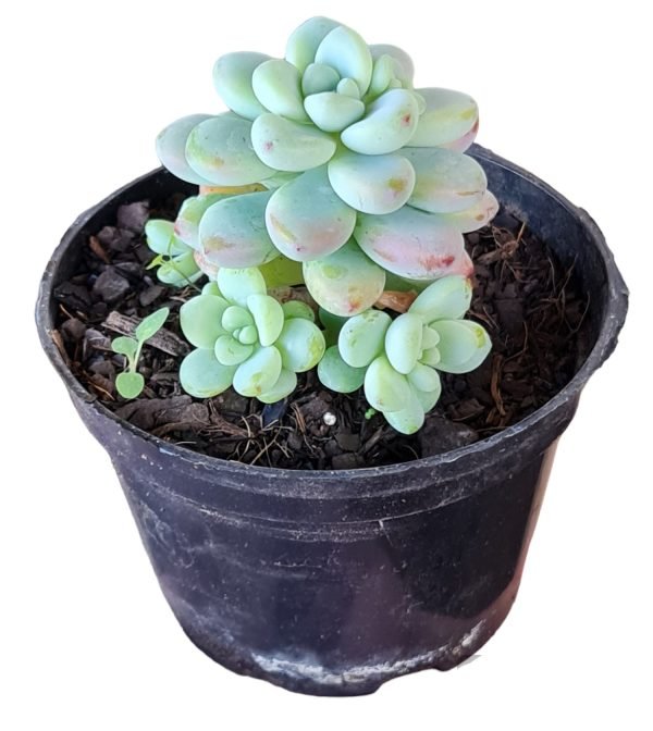 Suculenta Sedum Clavatum - Image 2