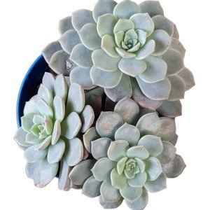 Suculenta Echeveria Super Primavera (Colônia)