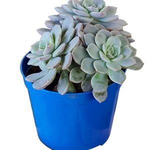 Suculenta Echeveria Super Primavera (Colônia)