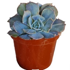 Suculenta Echeveria Morning Light