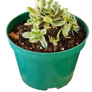 Suculenta Orostachys Malacophylla
Variegata