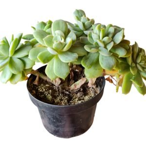 Suculenta Echeveria White Snow Variegata