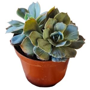 Suculenta Echeveria Blue Heron Monstruosa