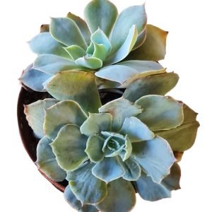 Suculenta Echeveria Blue Heron Monstruosa