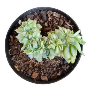 Suculenta Echeveria Cristata