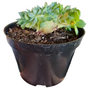 Suculenta Echeveria Cristata