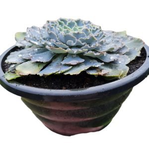 Suculenta Echeveria Shaviana – Cuia 21