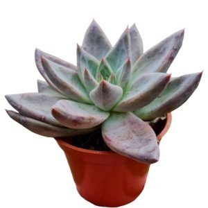 Suculenta Híbrida de Diamante