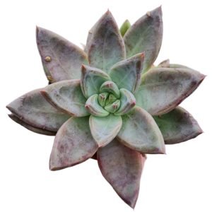 Suculenta Híbrida de Diamante