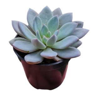 Suculenta Echeveria Lulu Pote 6