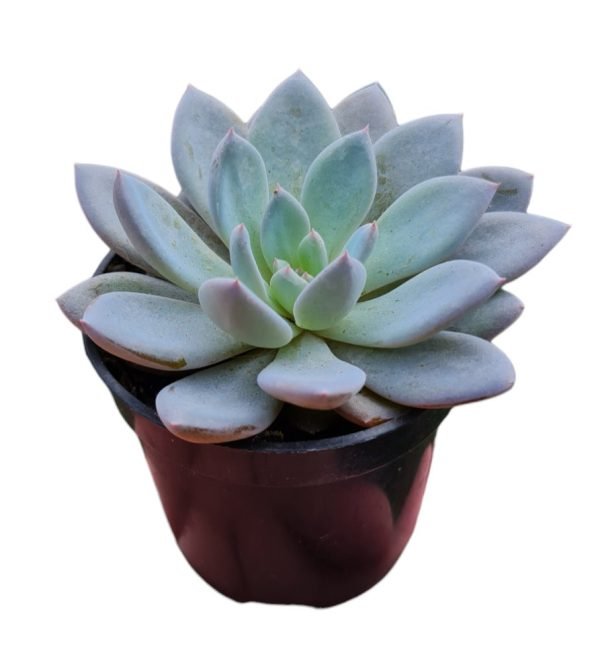 Suculenta Echeveria Lulu Pote 6 - Image 2