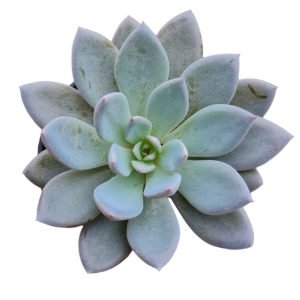 Suculenta Echeveria Lulu Pote 6