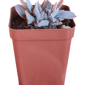 Suculenta Echeveria Pink Trumpet Cristata