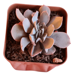 Suculenta Echeveria Pink Trumpet Cristata