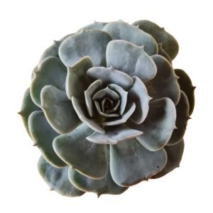 Suculenta Echeveria Pollux (pote 13)
