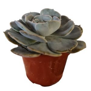 Suculenta Echeveria Pollux (pote 13)