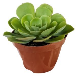 Suculenta Echeveria Lemon Lime