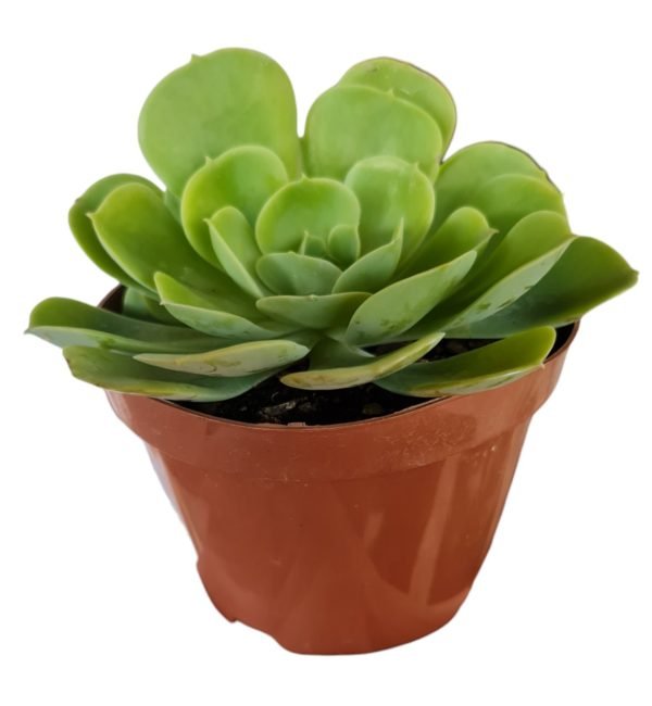 Suculenta Echeveria Lemon Lime - Image 2