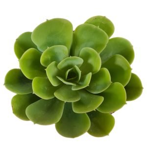 Suculenta Echeveria Lemon Lime