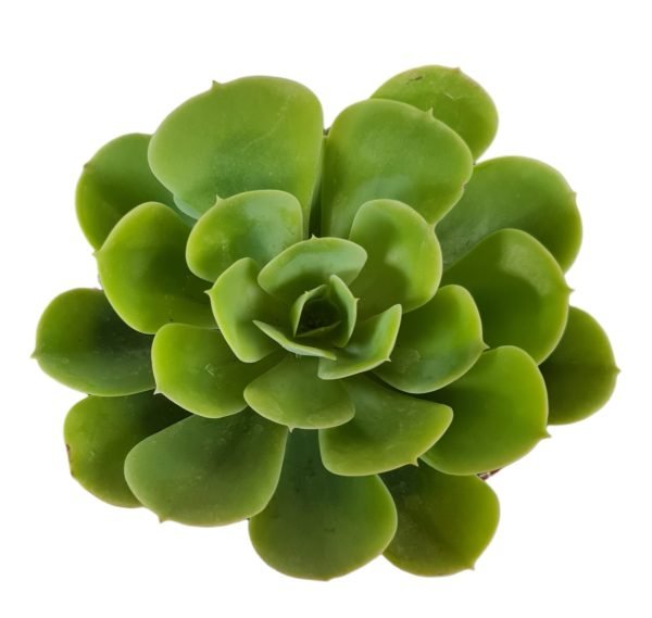 Suculenta Echeveria Lemon Lime