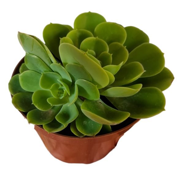 Suculenta Echeveria Lemon Lime - Image 3