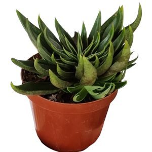 Suculenta Echeveria Lutea Verde