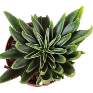 Suculenta Echeveria Lutea Verde