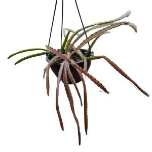 Suculenta Rhipsalis Cruciformis