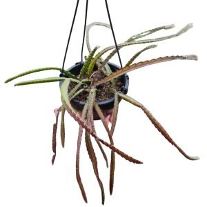 Suculenta Rhipsalis Cruciformis