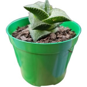 Suculenta Haworthia Tessellata