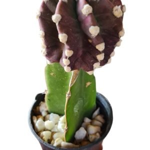 Cacto Echinopsis Roxo